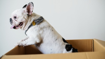 Pet Care during a Move